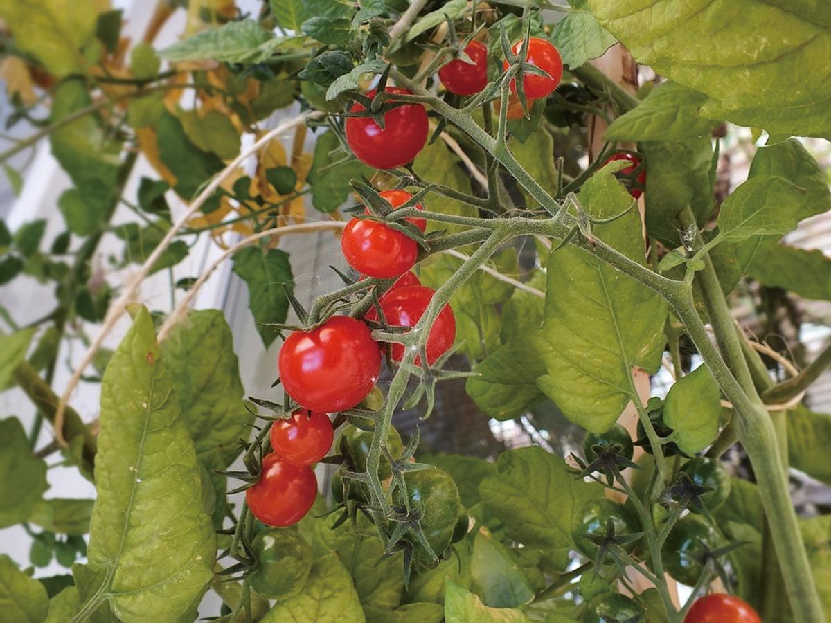 プランターで作る ミニトマト の育て方 栽培のコツ 家庭菜園 4ページ目 ぬくもり