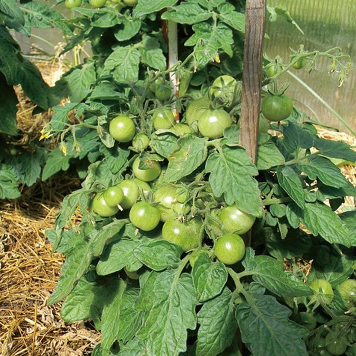 プランターで作る ミニトマト の育て方 栽培のコツ 家庭菜園 ぬくもり