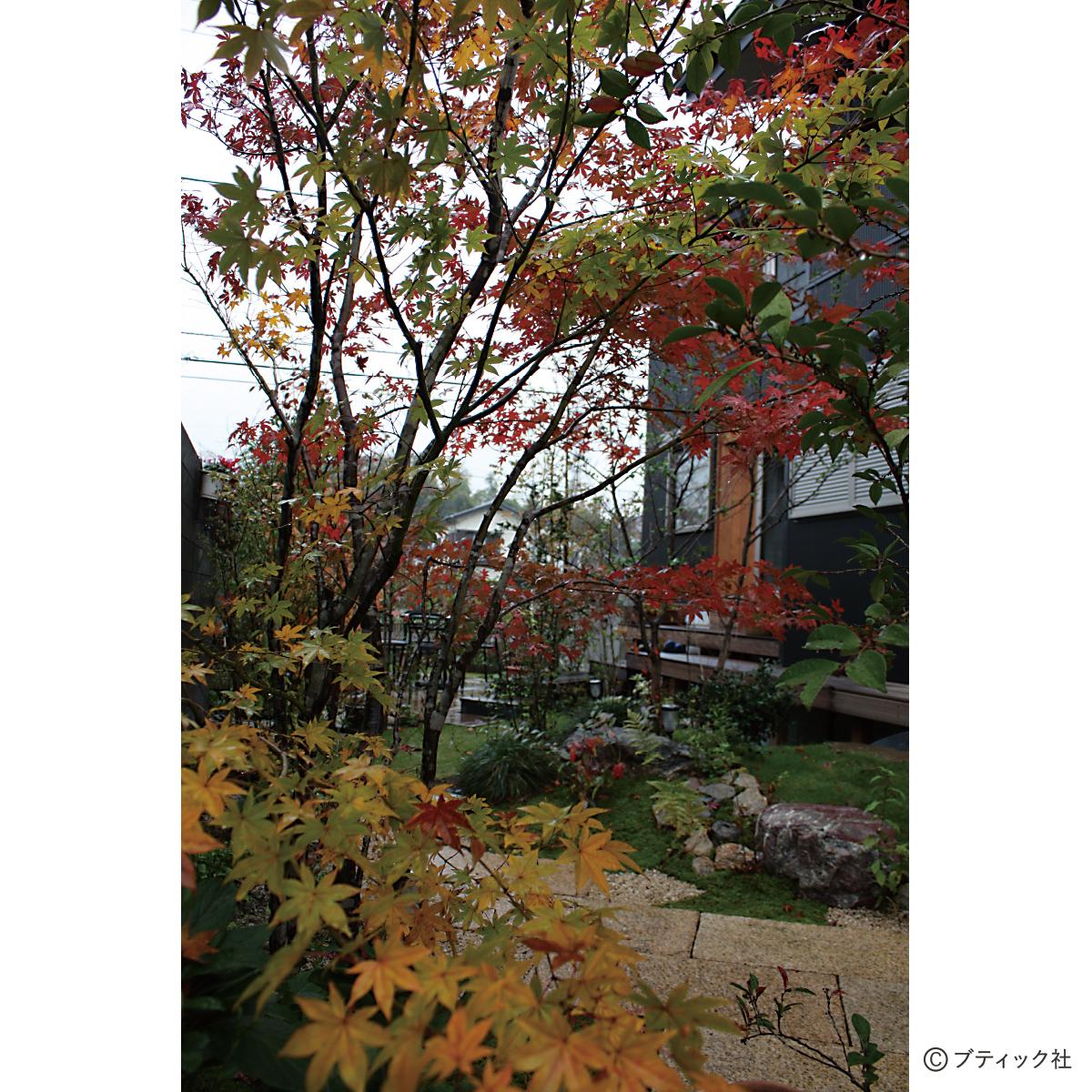 和風の雑木の庭で 秋の紅葉 を楽しむ方法 ぬくもり