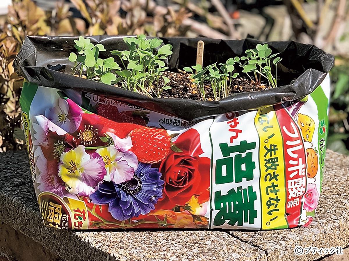 画像一覧 1枚目 野菜作りのアイデア 培養土の袋栽培 やり方と実例 ぬくもり