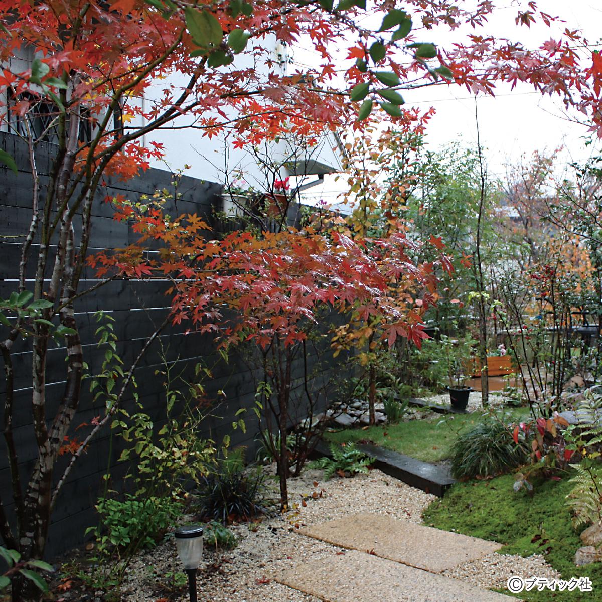 和風の雑木の庭で「秋の紅葉」を楽しむ方法！｜ぬくもり