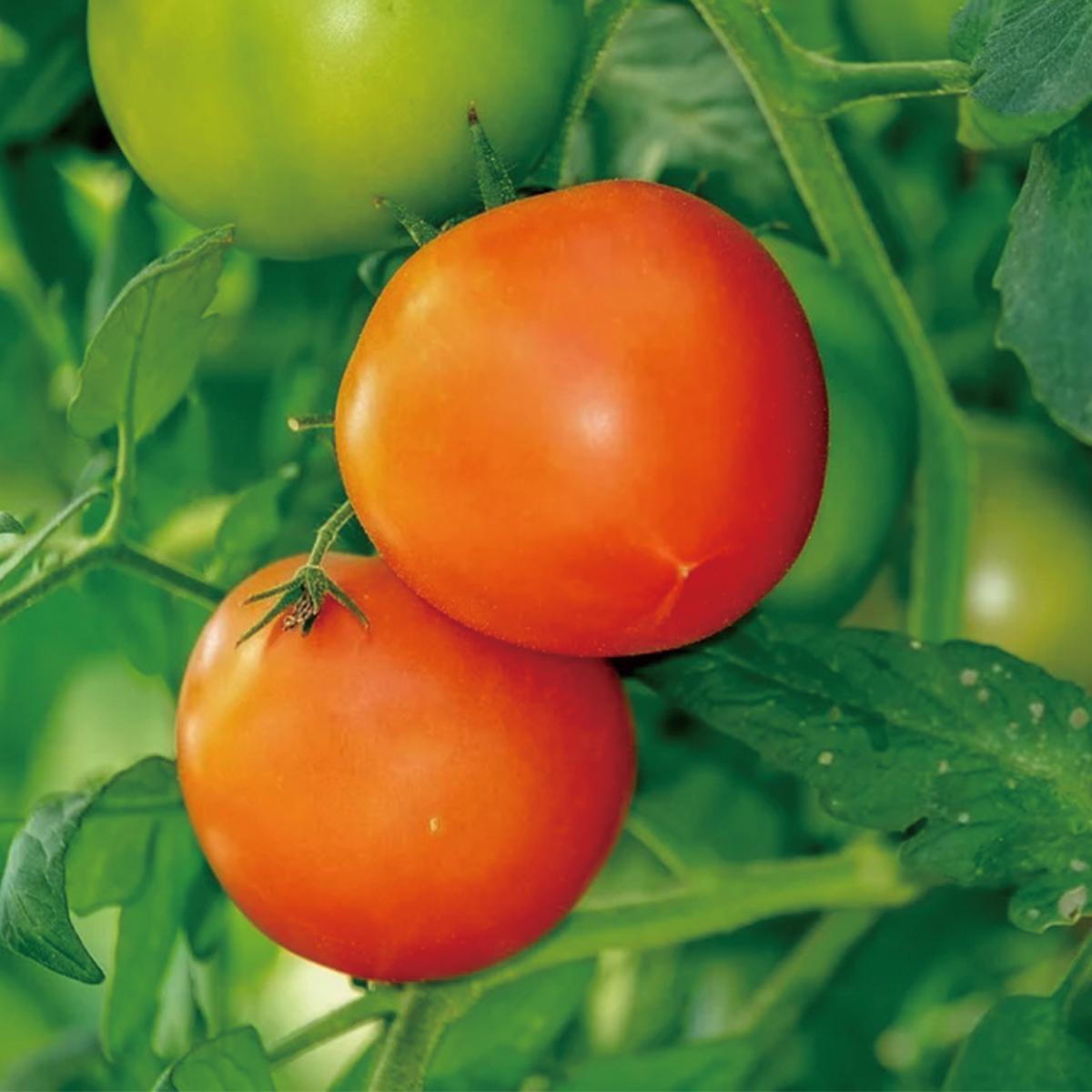 トマト の育て方 栽培のコツ 家庭菜園 ぬくもり