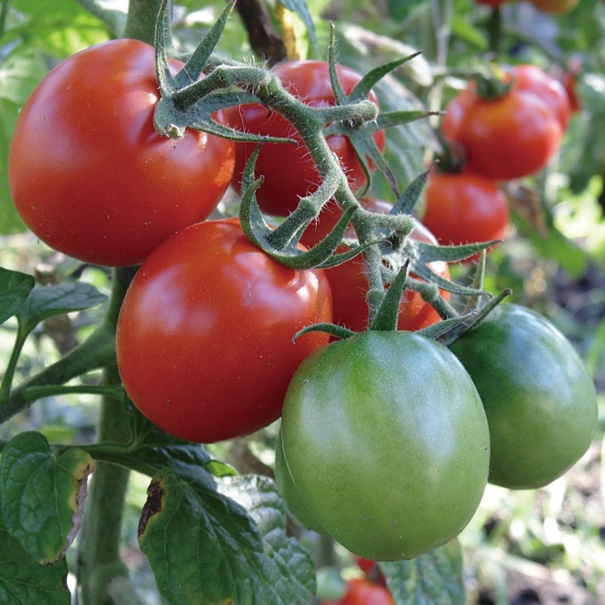 プランターで作る ミニトマト の育て方 栽培のコツ 家庭菜園 5ページ目 ぬくもり