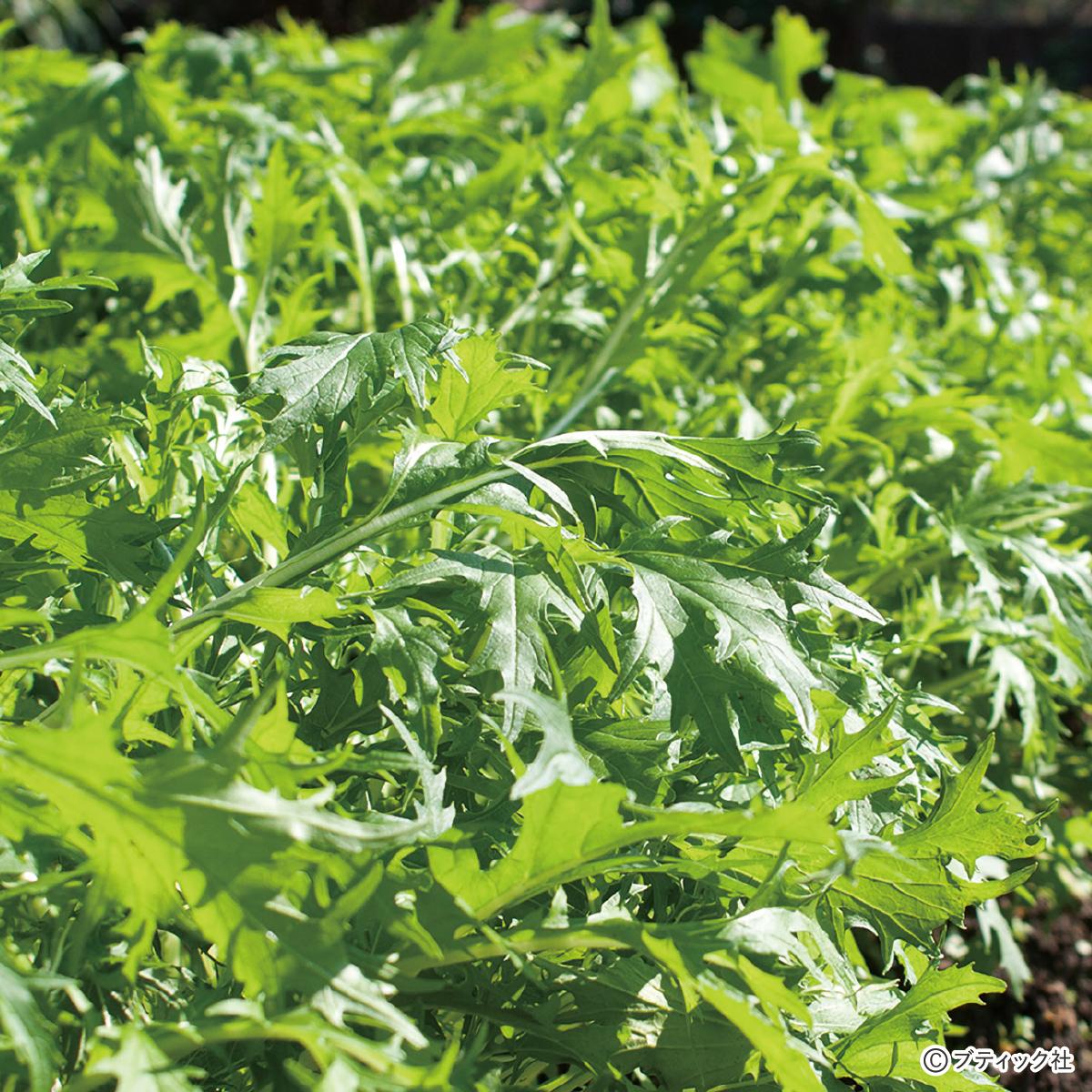 簡単に始められるプランター栽培の ミズナ の育て方 ぬくもり