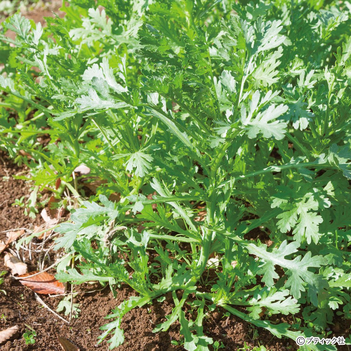 たった一坪でできる野菜づくり シュンギク 育て方 ぬくもり