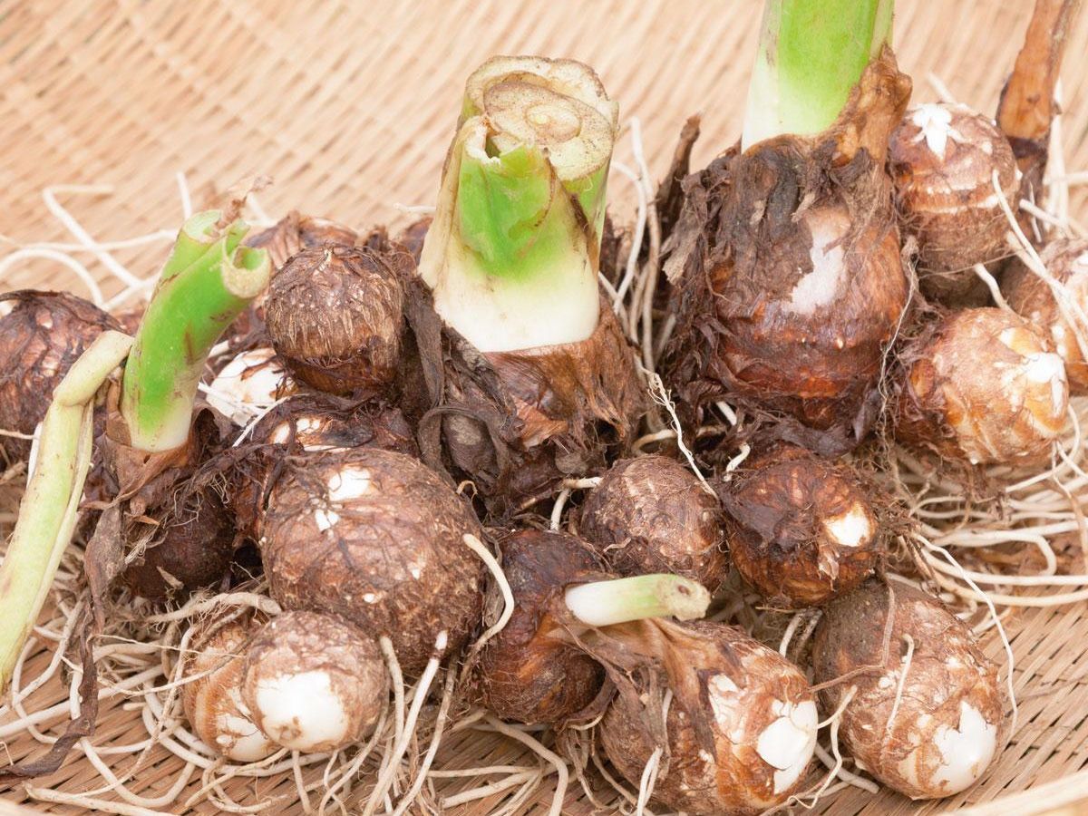 たった一坪でできる野菜づくり サトイモ 育て方 ぬくもり