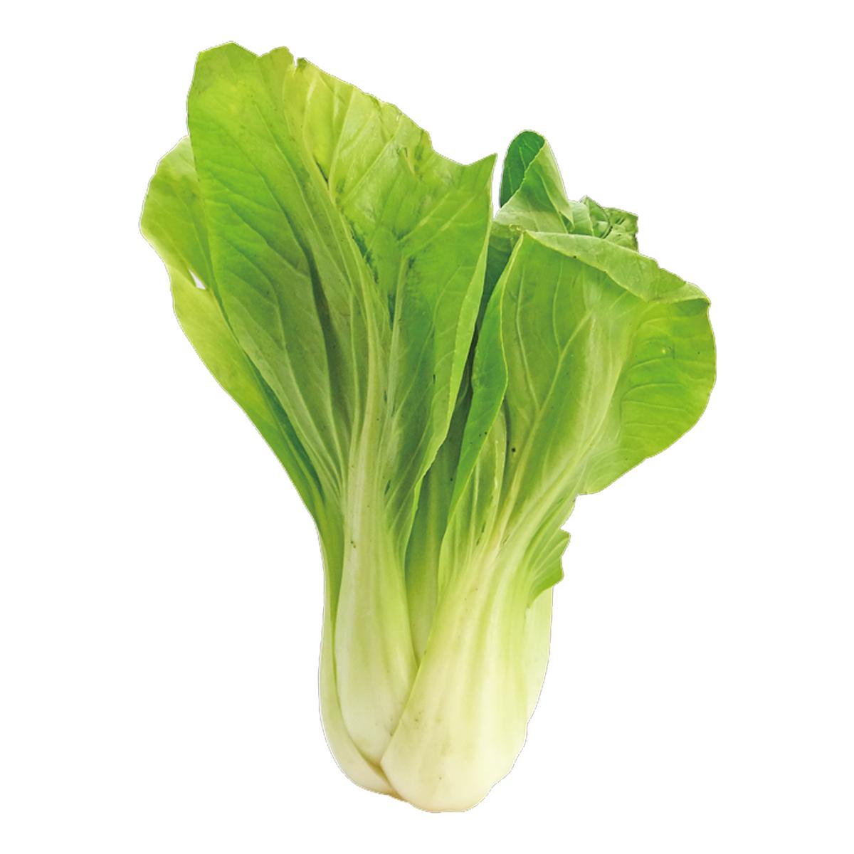 チンゲンサイ の育て方 栽培のコツ 家庭菜園 ぬくもり