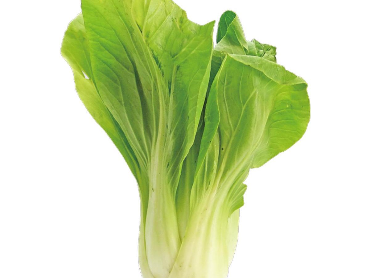 チンゲンサイ の育て方 栽培のコツ 家庭菜園 ぬくもり