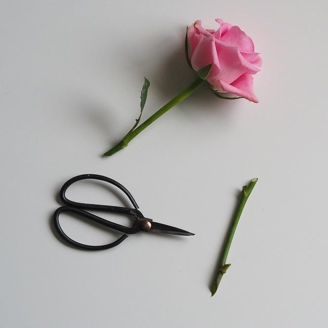 ガーデニングはさみのおすすめ12選 使ってよかった を見つけよう ぬくもり