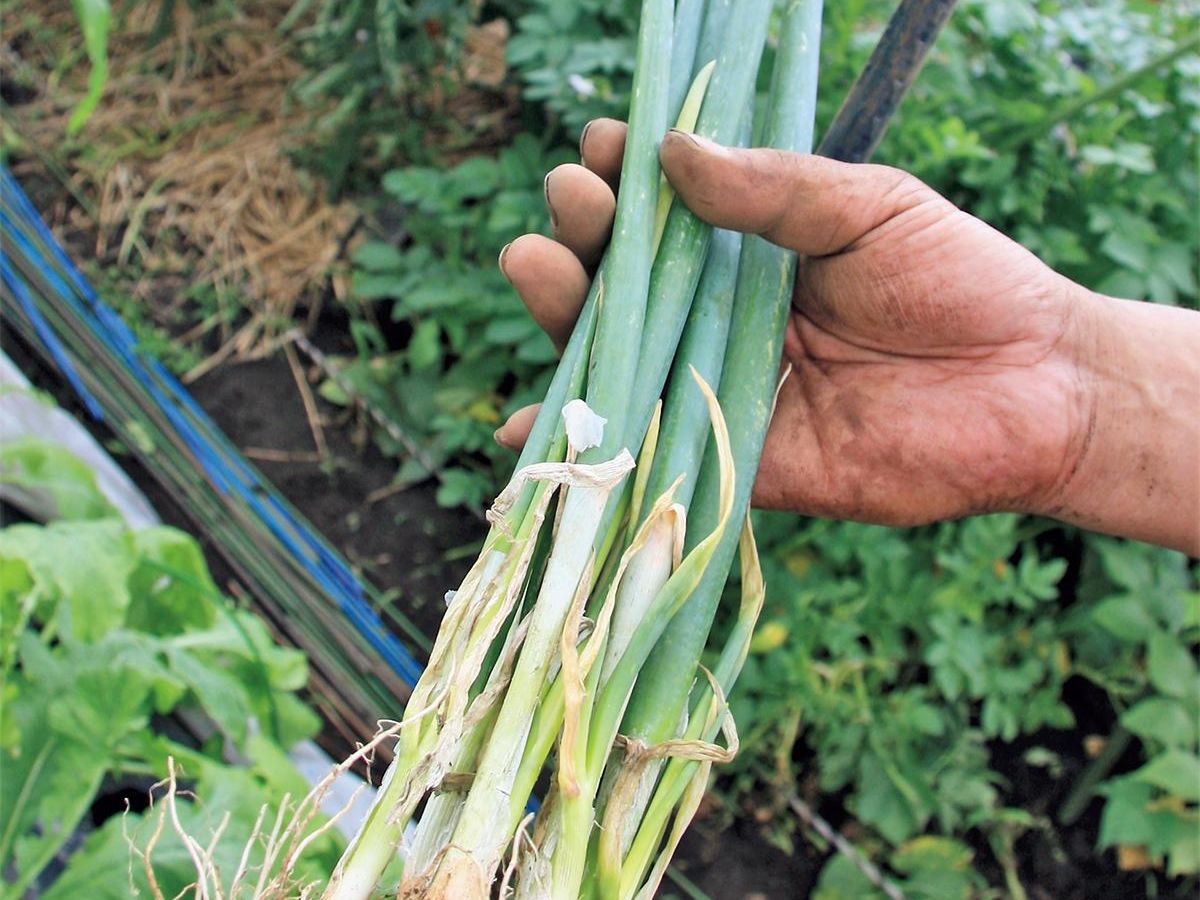 家庭菜園「ヤグラネギ」の育て方｜ぬくもり