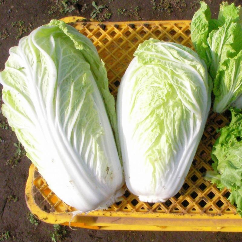 秋冬野菜を有機・無農薬でおいしく作るための5つのポイント！