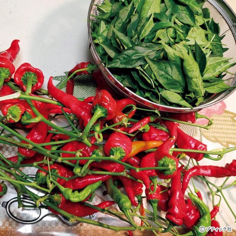 家庭菜園のコツ「秋冬野菜で保存食を楽しむ方法」について