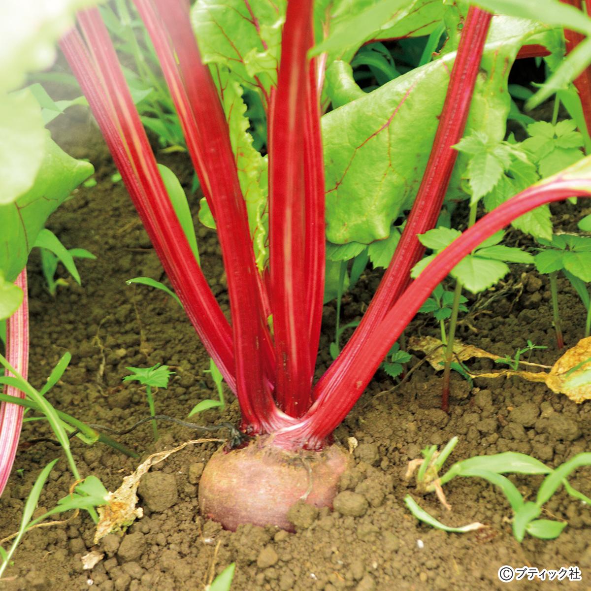 ピンク色の野菜 ビーツ の育て方と食べ方 家庭菜園 ぬくもり ピンク色の野菜 ビーツ の育て方と食べ方 家庭菜園 ぬくもり