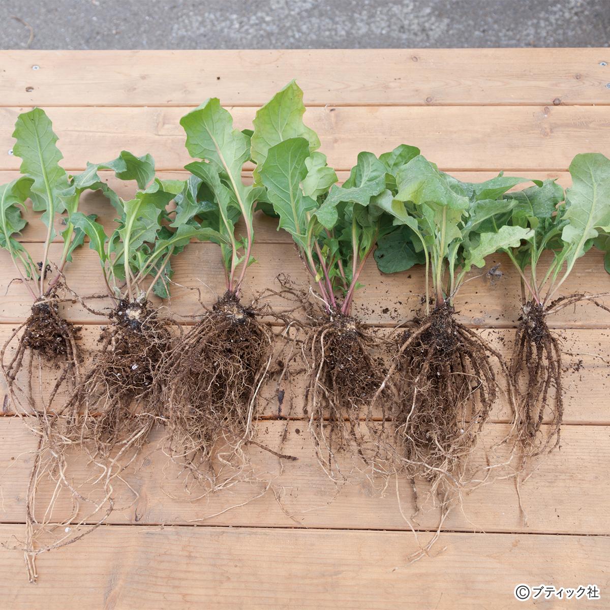 簡単に植物を増やす方法「株分け」の基本を解説！(1ページ目)｜ぬくもり