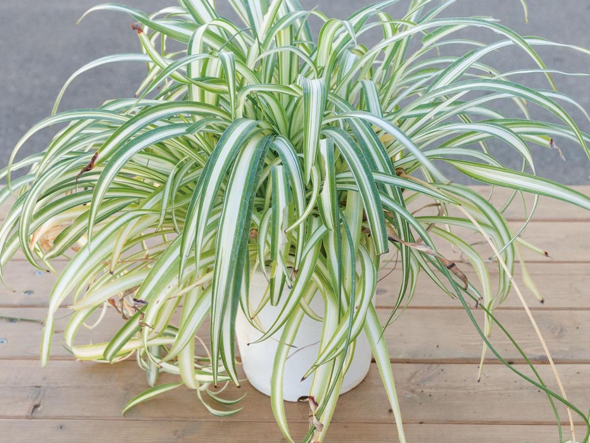 人気の観葉植物「オリヅルラン」の株分けのやり方(2ページ目)｜ぬくもり