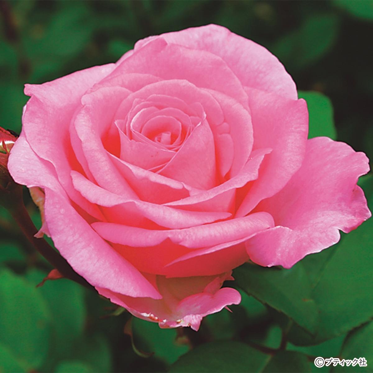 バラ」を楽しむための基礎知識｜ぬくもり