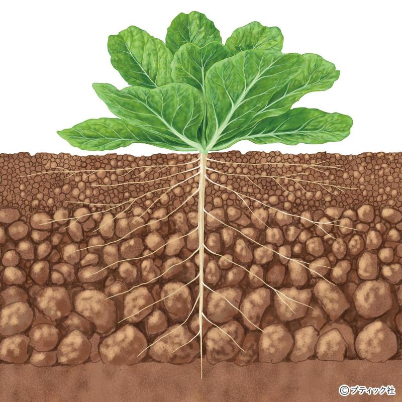 根がよく張る3層の立体構造の土づくり
