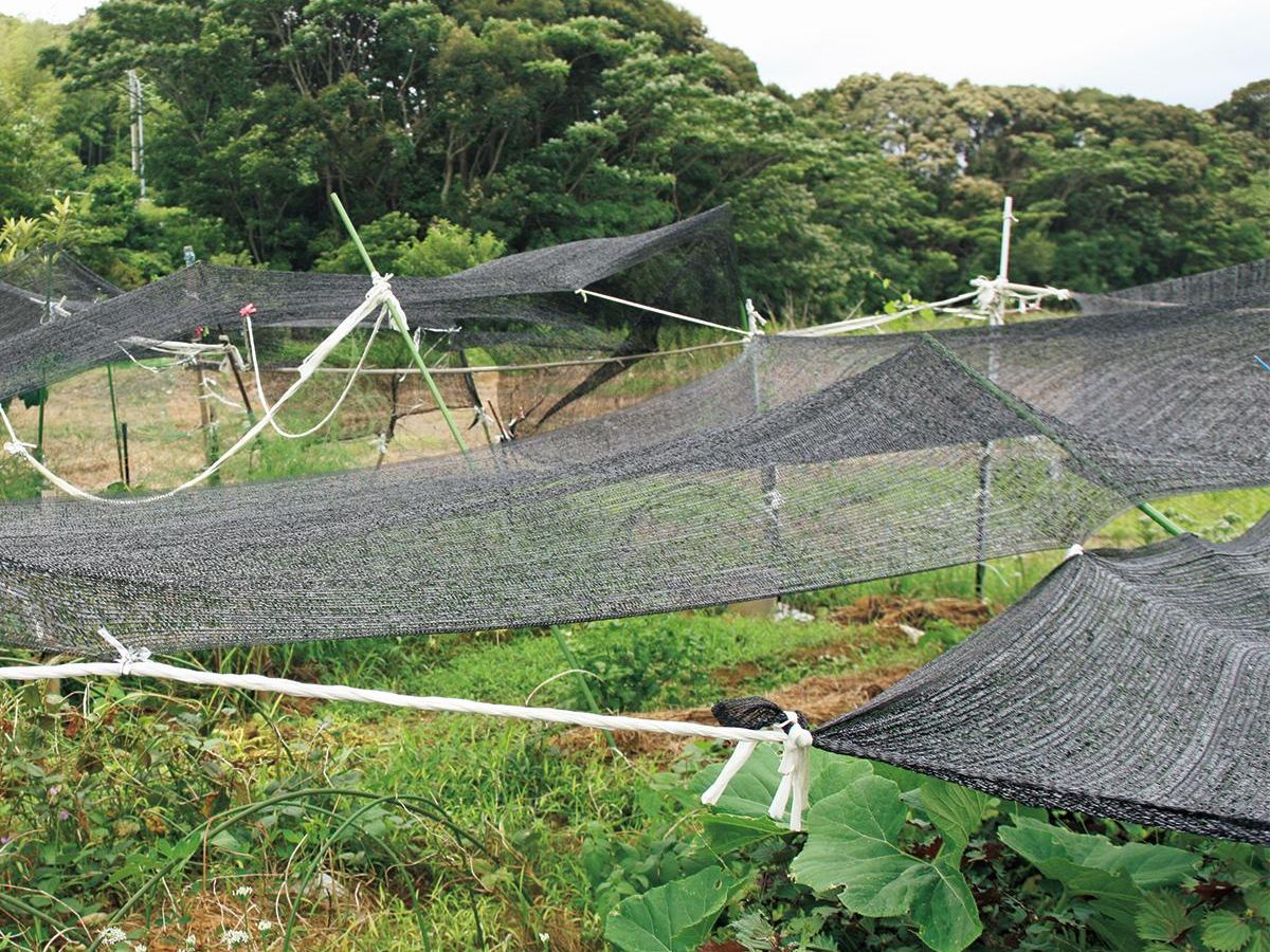 畑のトリセツ！「どうする？！猛暑対策」｜ぬくもり