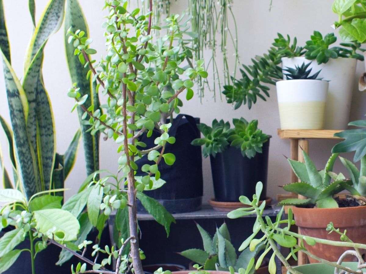 観葉植物と日常に関するよくある質問(2ページ目)｜ぬくもり