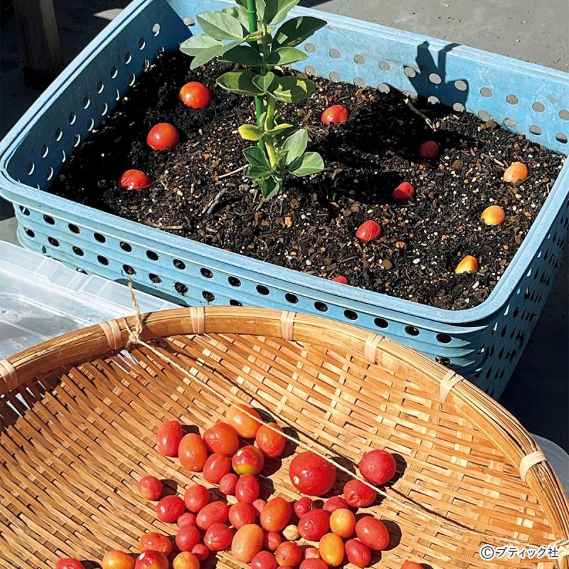 育苗アイデア！「完熟トマトのまるごと植え」のやり方