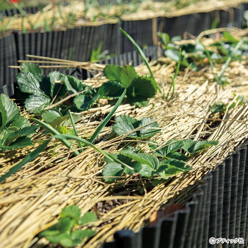 自然が教えてくれる“のら仕事”「越冬野菜のメンテナンス」