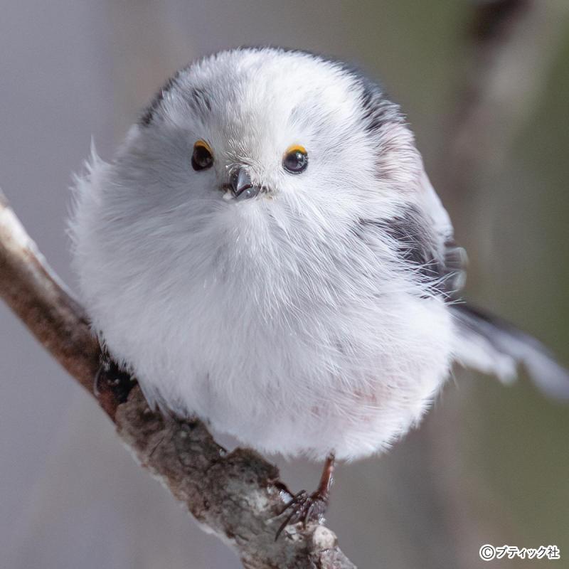 もふカワまちがい探し「鳥ではなく羽ものである」シマエナガ