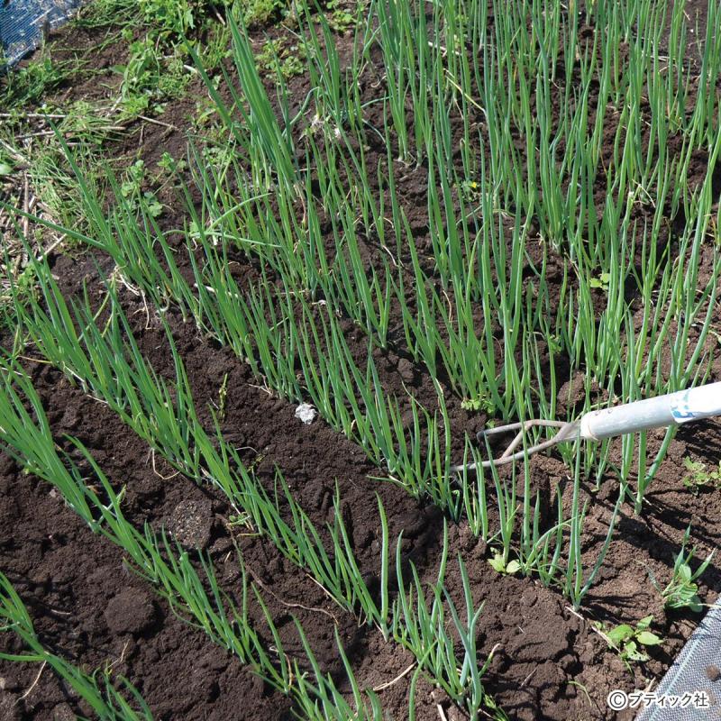 野菜がおいしく育つタネのまき方「ネギ類」