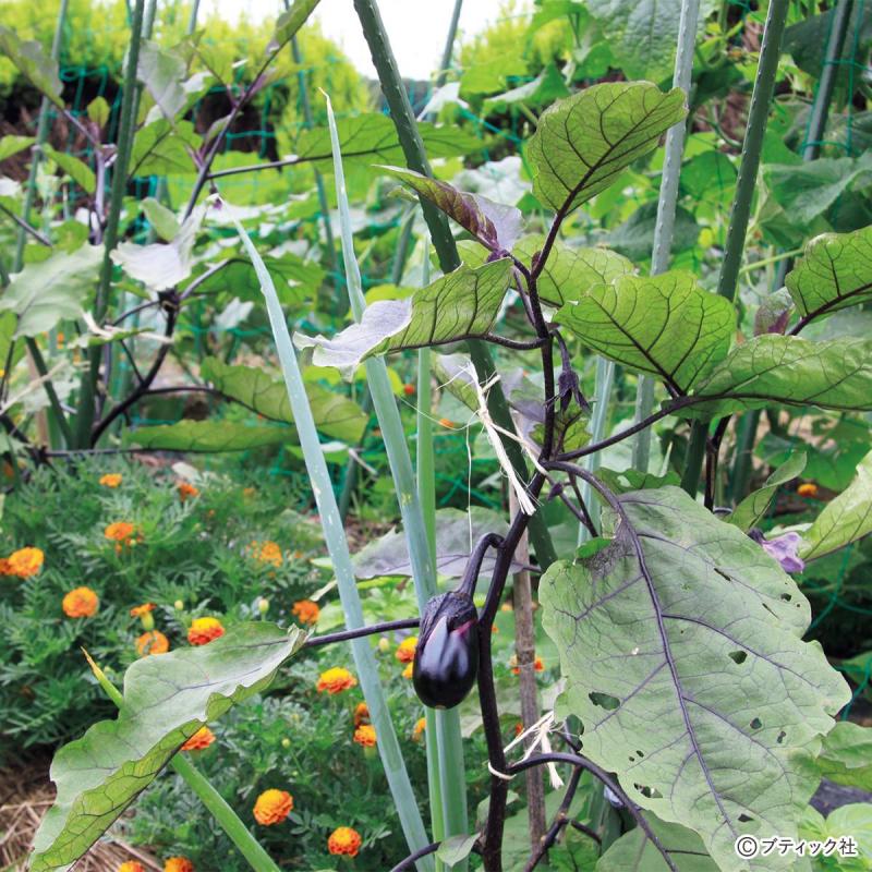 有機家庭菜園の害虫対策、その基本