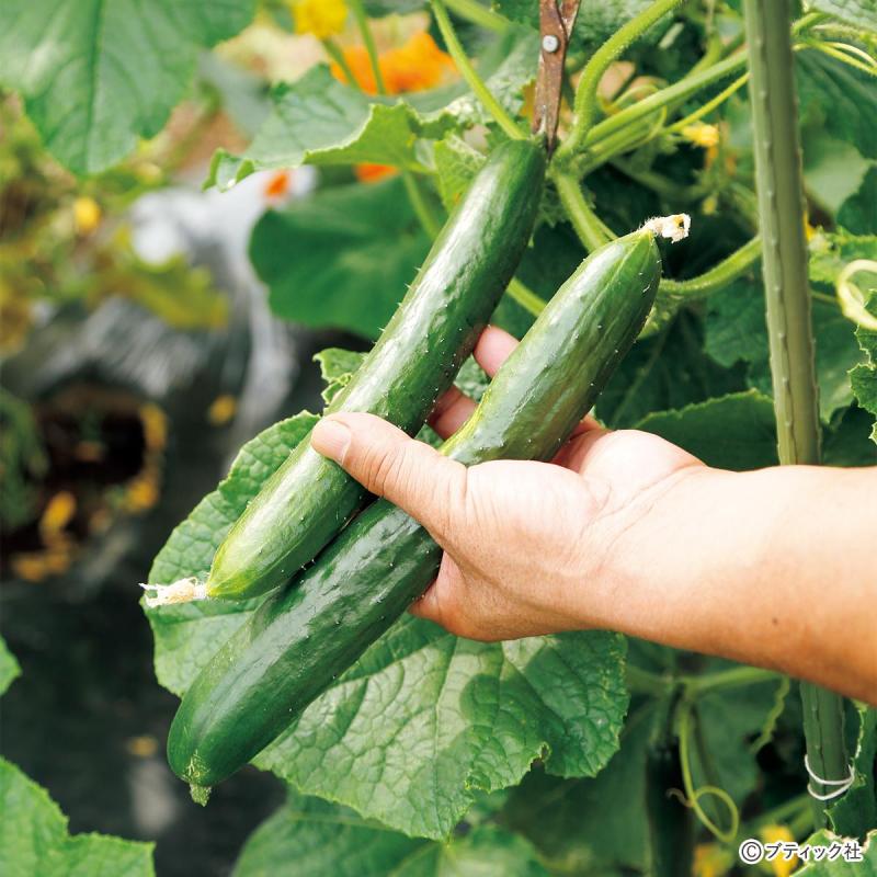 「夏野菜の水のやりくり」ポイントを解説！