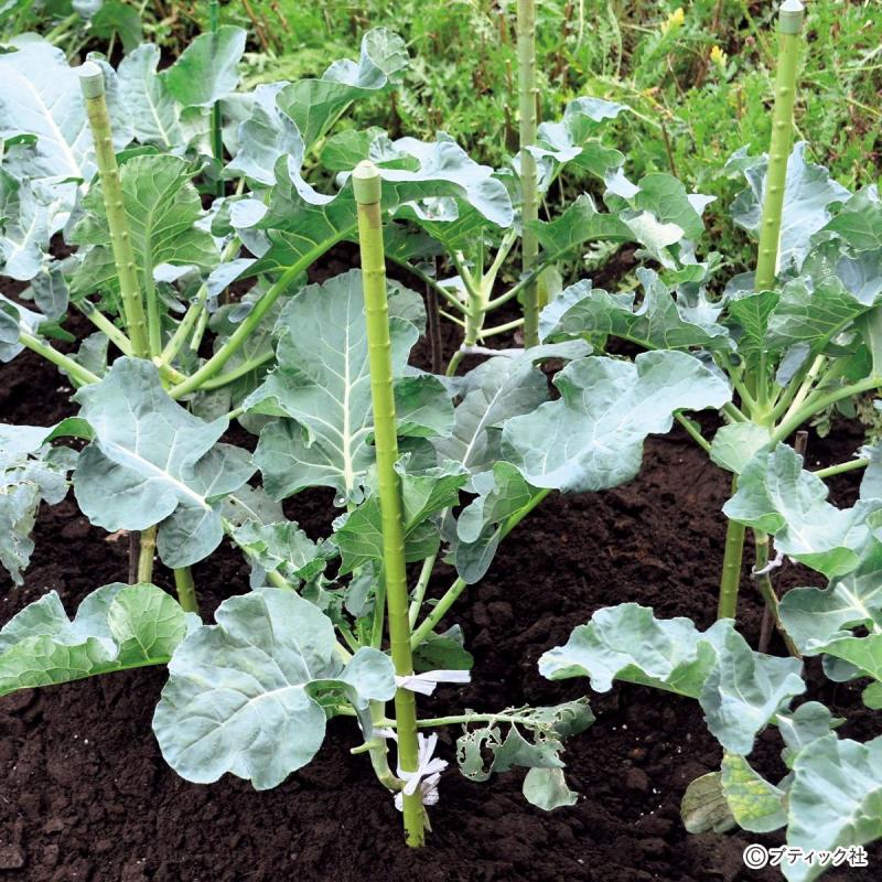 「道法流　新・野菜の垂直仕立て栽培」を解説
