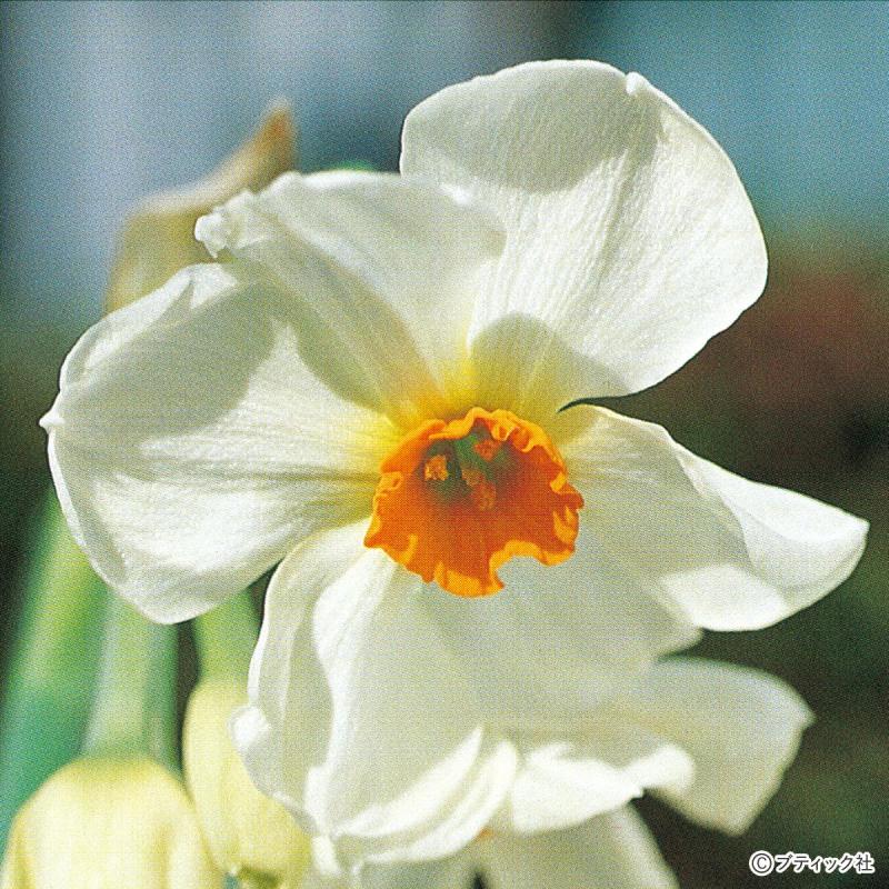 和風の庭にぴったりな秋冬の花々を解説！｜ガーデニング