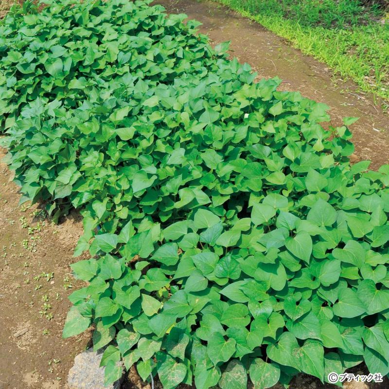 育苗にチャレンジ！「サツマイモの苗をつくりたい」