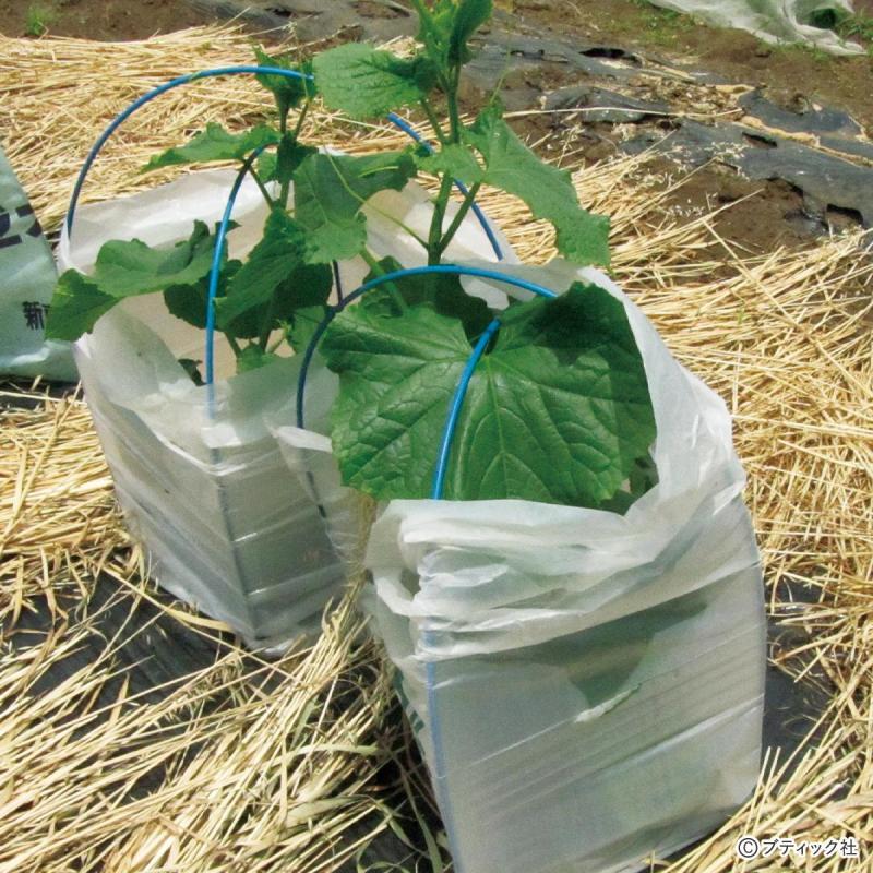 畑まるごと土づくり栽培「4月にやりたこと」を解説！