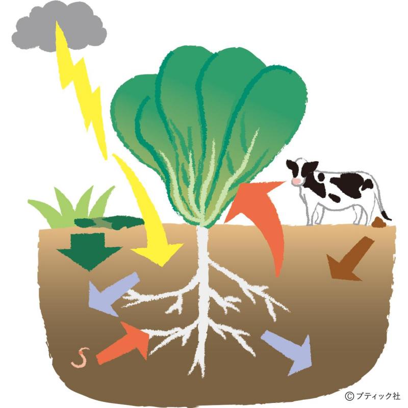 「おいしい野菜をつくる11か条」から2つを解説！