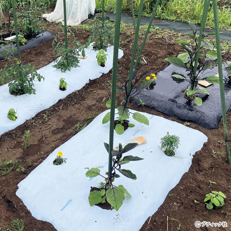 夏野菜のアイデア栽培「サツマイモの畝にシソを混植」