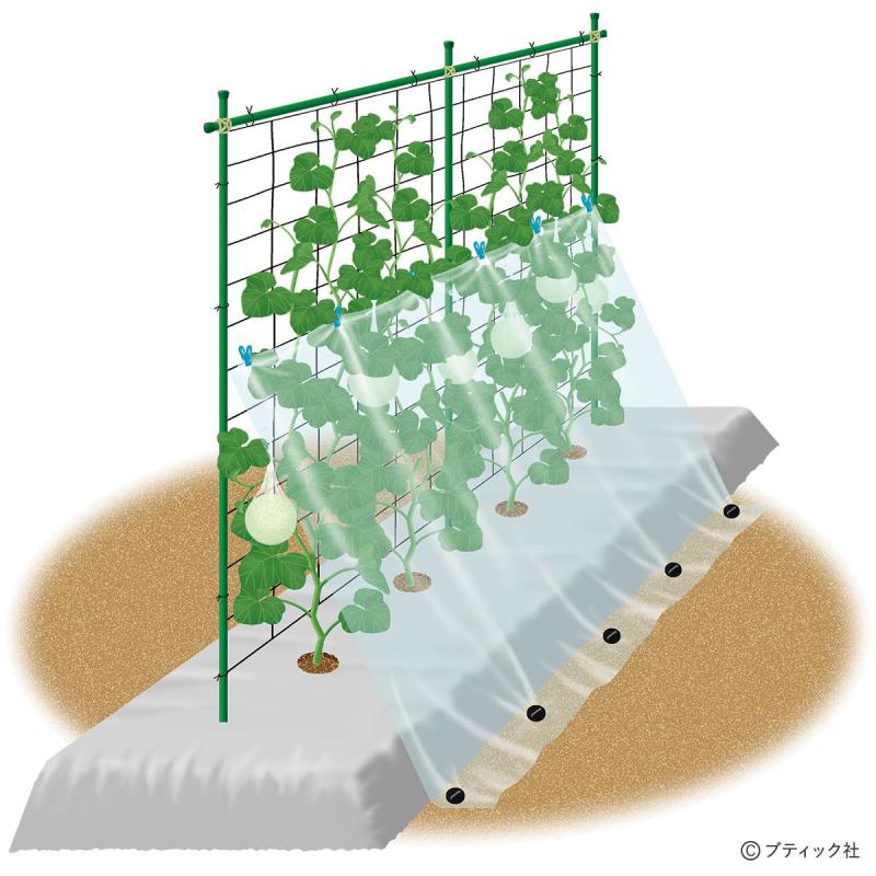 夏野菜のアイデア栽培「メロンの立体栽培に雨よけをプラス」