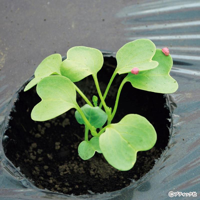 タネまきと植えつけの新常識！を解説