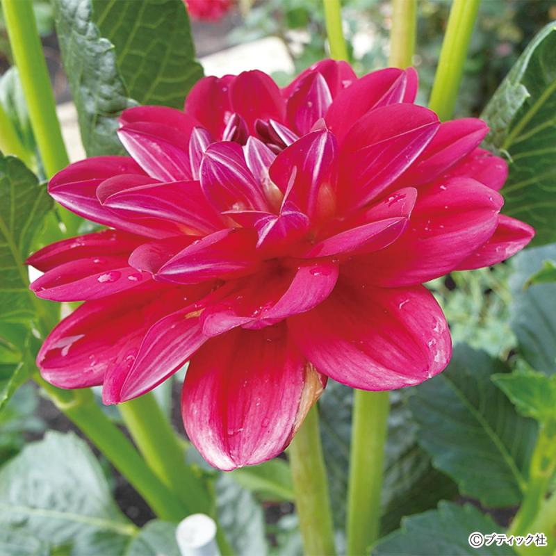 花「ダリア」の育て方