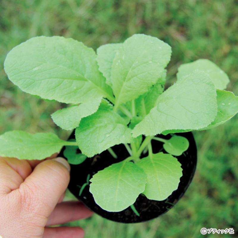 「スムーズに根付く、苗植えの基本」とは