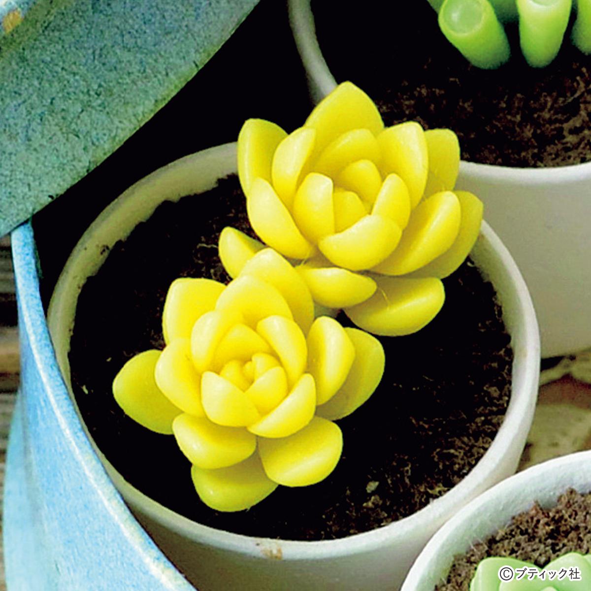 粘土で手作り「多肉植物の黄麗（おうれい）」の作り方｜ぬくもり