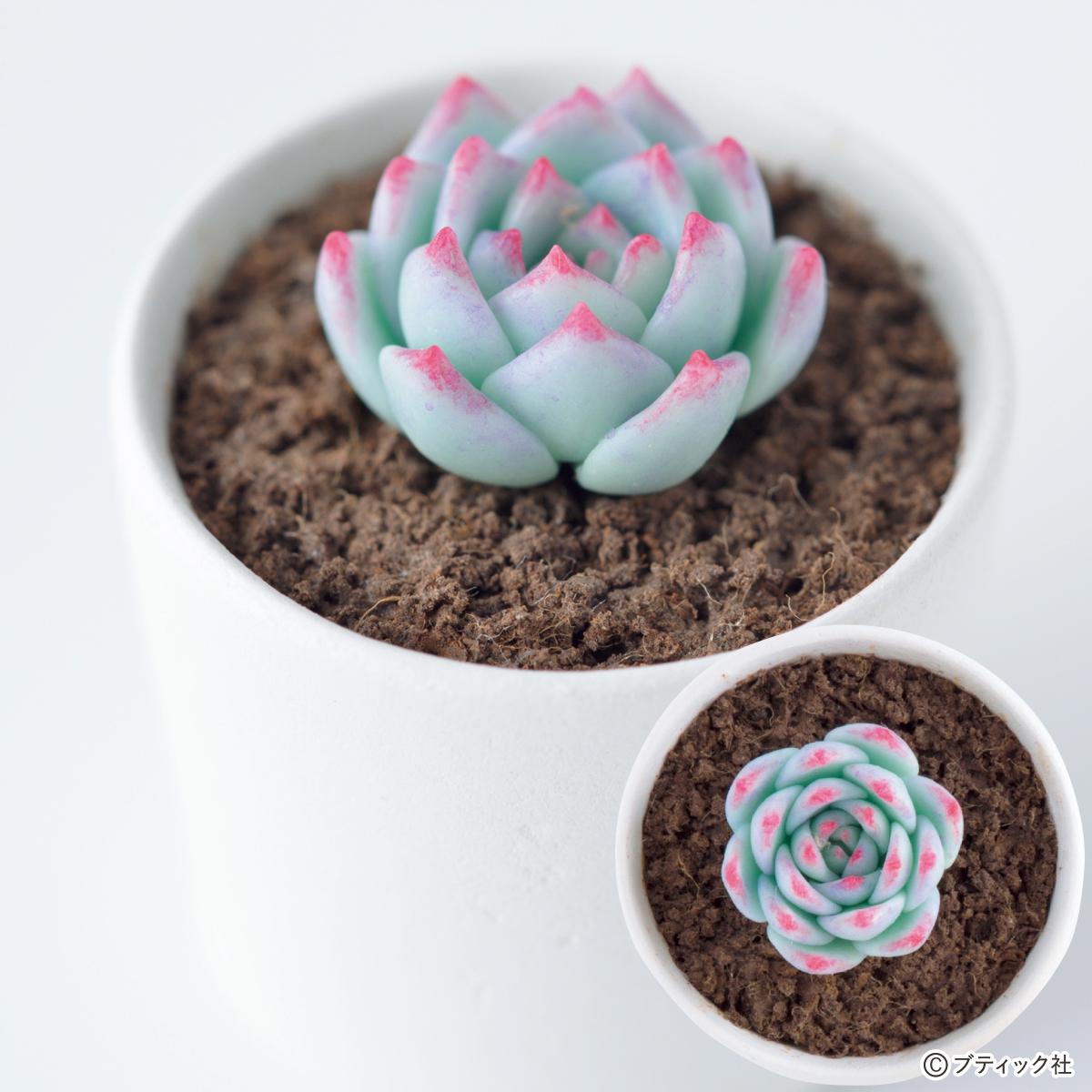 粘土で作る「多肉植物のチワワエンシス」の作り方｜ぬくもり