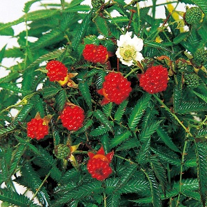 果物