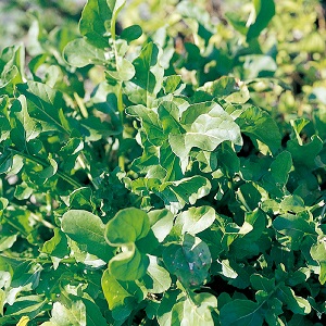 野菜